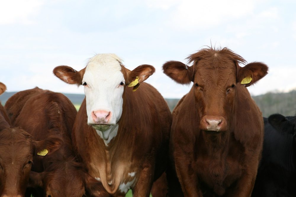 Major meat and dairy firms are employing tactics to hinder climate action, a new report by Changing Markets Foundation has claimed.
