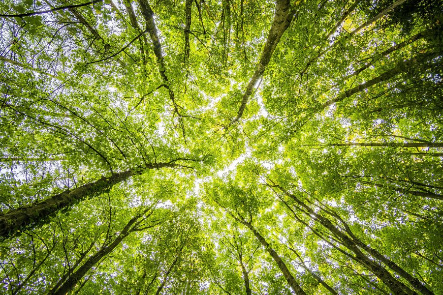 Forests might be able to hold up better in the face of climate change than previously thought, a new study by researchers from the University of Toronto Scarborough, University of New Hampshire and other institutions has found.