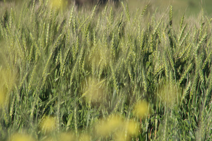 Consumers are more likely to support regenerative agriculture and other sustainable farming practices when their benefits are communicated in ways that are personally relevant,
