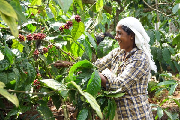 The Rainforest Alliance has introduced an updated version of its Sustainable Agriculture Standard, with the aim of making its certification process 'more robust, efficient, and data-focused than ever before'.
