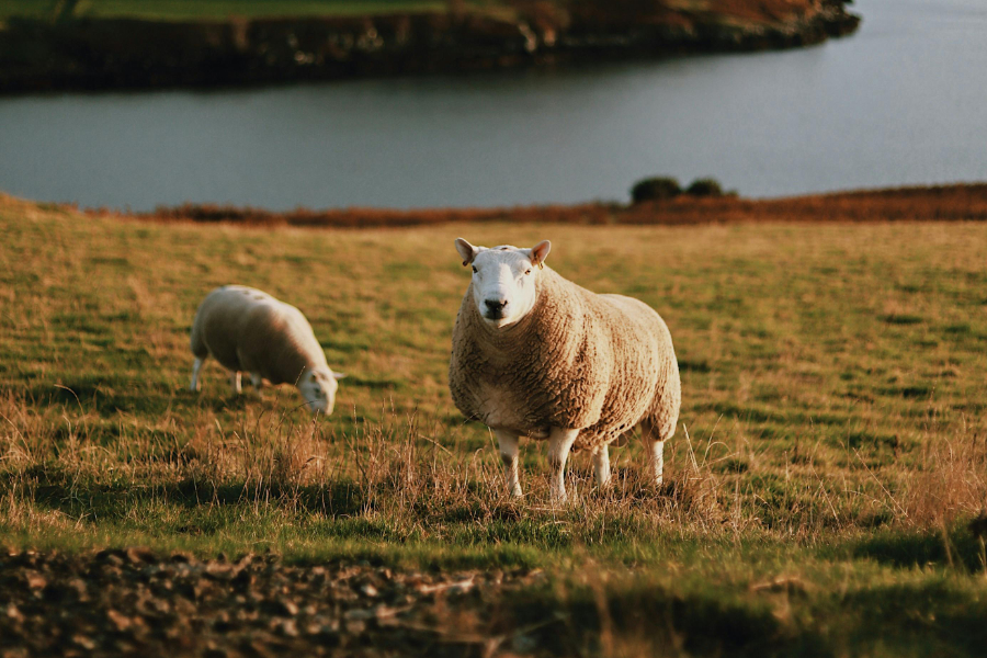 Farmers in the UK are being encouraged to undertake an assessment of their own business, and identify actions they could take to reduce the impact of climate change, according to a new report by the Agriculture and Horticulture Development Board (AHDB).