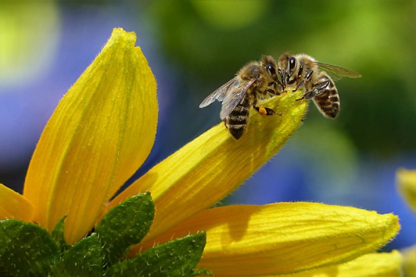 The British government has announced the launch of the UK Pesticides National Action Plan, which will work 'collaboratively with farmers to minimise the impacts of pesticides on people and the environment'.