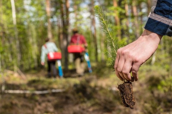 Packaging and biomaterials firm Stora Enso planted or delivered 62 million tree seedlings to its customers last year, as part of its forest regeneration efforts.