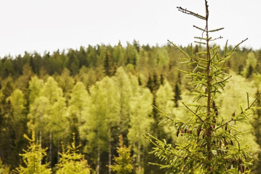 Stora Enso has announced plans to introduce a new leaner organisational structure, which will enhance the group's focus on renewable packaging.