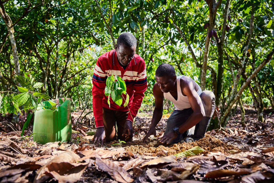 Food giant Nestlé and ofi (olam food ingredients) have announced the launch of their largest global agroforestry partnership to date, which will seek to reduce carbon emissions and combat deforestation.