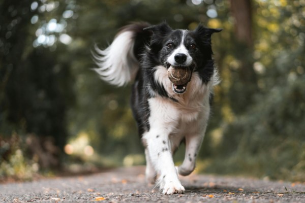 Pet dogs may be 'man's best friend', but they can also have a 'far-reaching negative effects on wildlife, ecosystems and climate', a new study by Curtin University in Australia has suggested.