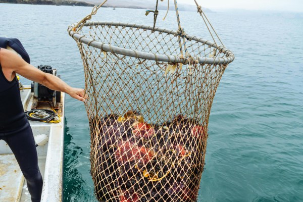 The sustainability of the American fisheries sector is at risk following the signing of a new executive order issued by President Trump to reduce regulations on catch levels, the Environmental Defense Fund (EDF) has said.