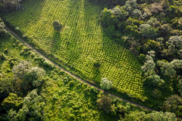 The World Cocoa Foundation (WCF), in partnership with Alliance Bioversity International and CIAT, has unveiled the first independent assessment of the map data used by cocoa companies to track deforestation, reforestation, agroforestry and emissions.
