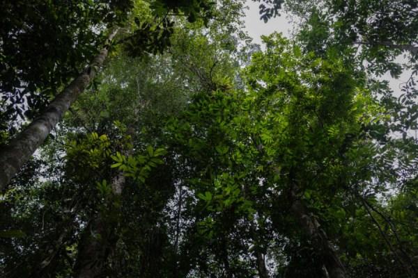Everland has teamed up with BNP Paribas to unveil a $50 million capital markets initiative that will finance large-scale, Indigenous community-led conservation projects in the Amazon.