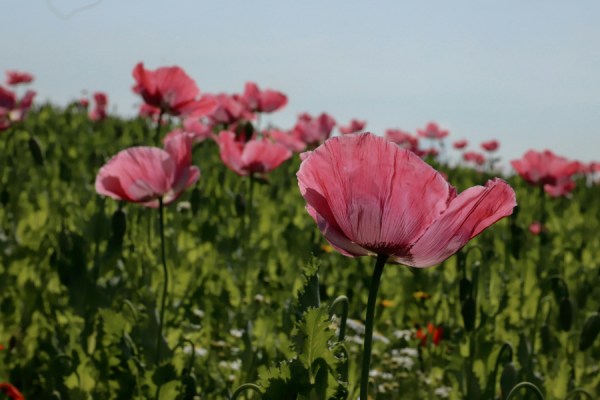 The Copernicus Atmosphere Monitoring Service (CAMS) has reported a 'significant' increase in ground-level ozone concentrations across Europe