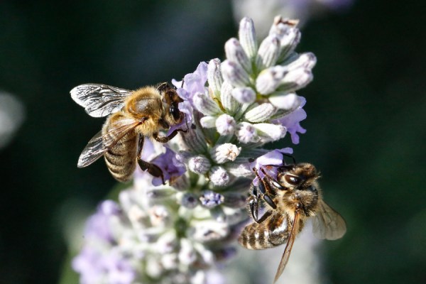 A new study by the UK Centre for Ecology & Hydrology (UKCEH) has suggested that while nature-friendly farming methods improve both biodiversity and crop yields, government subsidies may be required to make it as profitable as conventional farming.