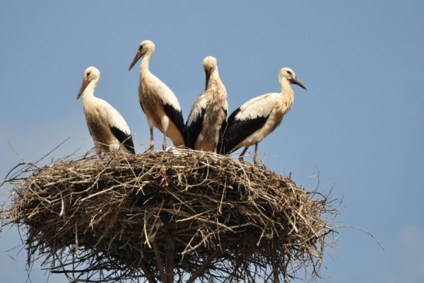 Discarded plastic materials used by birds to build their nests can be deadly for hatchlings, with many chicks dying after becoming entangled in synthetic fibres, a new study by the University of East Anglia has found.