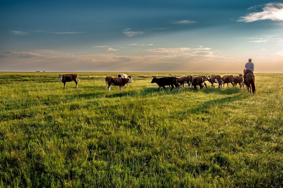 The World Federation for Animals (WFA) has welcomed a new resolution by the UN Food and Agriculture Organization (FAO) that seeks to address antimicrobial resistance (AMR) in agrifood systems.