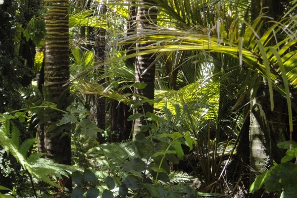 Standard Chartered has announced a five-year agreement with the government of the state of Acre in Brazil, to sell high-integrity forest protection carbon credits.