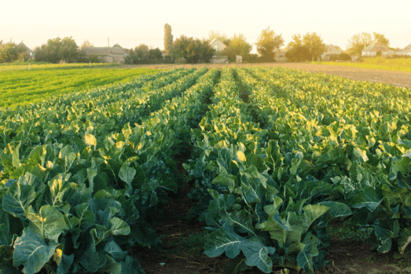 A new artificial intelligence tool that enables growers to select the best vegetable seed varieties and optimise their commercial crop portfolio has been launched by Syngenta Vegetable Seeds and Heritable Agriculture.