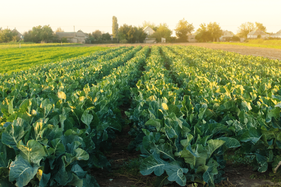 A new artificial intelligence tool that enables growers to select the best vegetable seed varieties and optimise their commercial crop portfolio has been launched by Syngenta Vegetable Seeds and Heritable Agriculture.