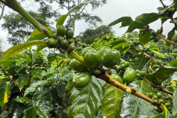 The Rainforest Alliance has announced the launch of a new Regenerative Agriculture Standard for coffee, which it said will provide farmers and businesses alike with a science-based framework to measure and improve their environmental and social impact.