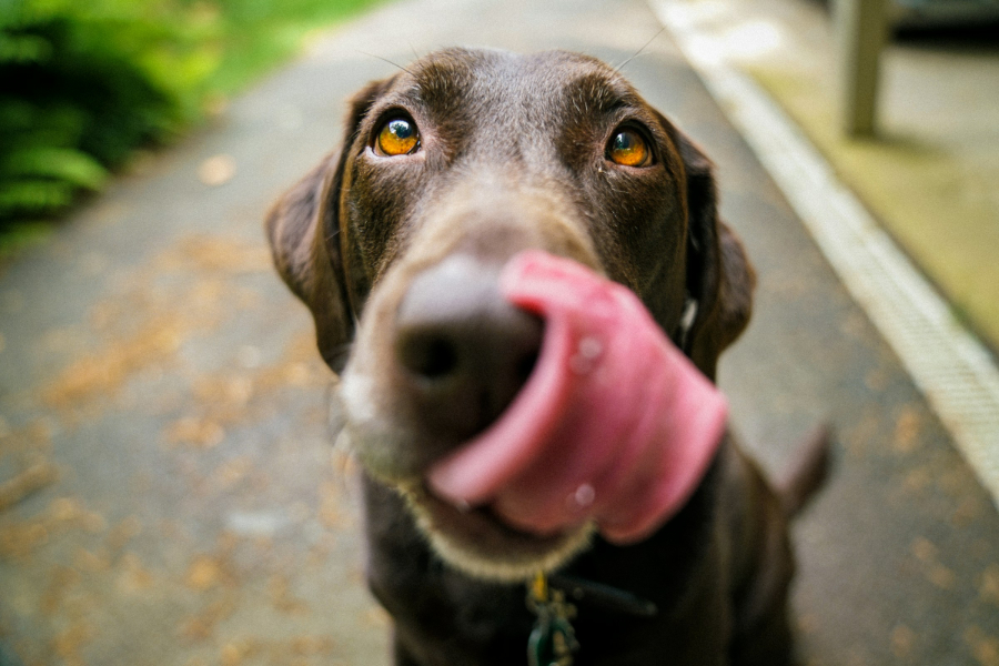 While tackling food waste is a growing concern for many, a new survey by pet food brand Barking Heads has indicated that many dog owners don't adhere to the same mindset when feeding their pets.