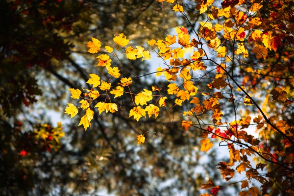 This year is poised to be among the three warmest years on record, following what was the third-warmest October on record, new data from the Copernicus Climate Change Service (C3S) has suggested.