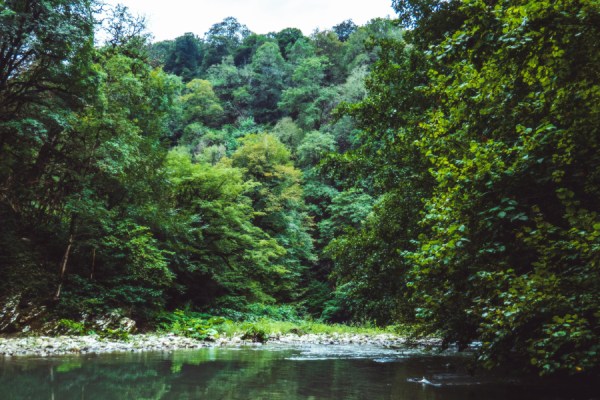 Postponement of EUDR enables deforestation laggards to buy more time, says Mighty Earth