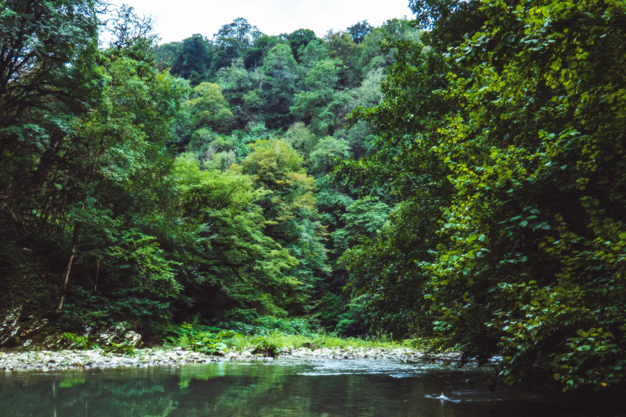 Postponement of EUDR enables deforestation laggards to buy more time, says Mighty Earth