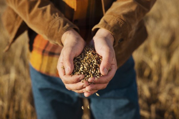Spirits group Anora has announced the renewal of its collaboration with the Baltic Sea Action Group (BSAG), through which it will increase the quantity of regeneratively-farmed barley used in its grain-based spirits to 30% by the end of the decade.