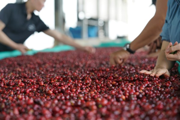 The Consumer Goods Forum's Human Rights Coalition (HRC) has published a report outlining the progress made by its members in developing due diligence systems aimed at preventing forced labour.