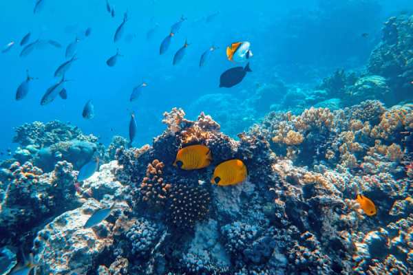 Microplastics, small plastic particles less than five millimetres in size, are affecting the ability of the Earth's oceans to absorb carbon dioxide