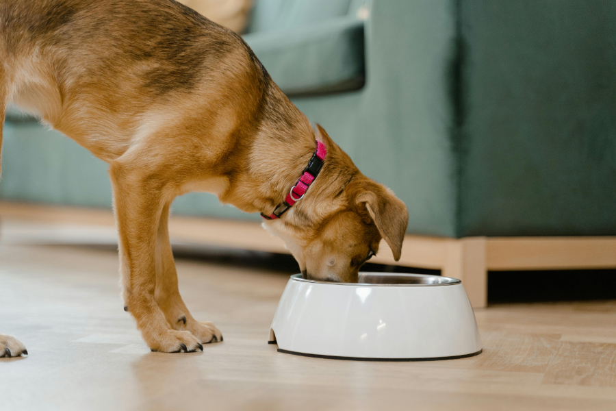 A new study by the University of Edinburgh and University of Exeter has suggested that dogs that are fed food with prime, meat-rich content have a bigger dietary carbon footprint – or pawprint – than those of their owners.