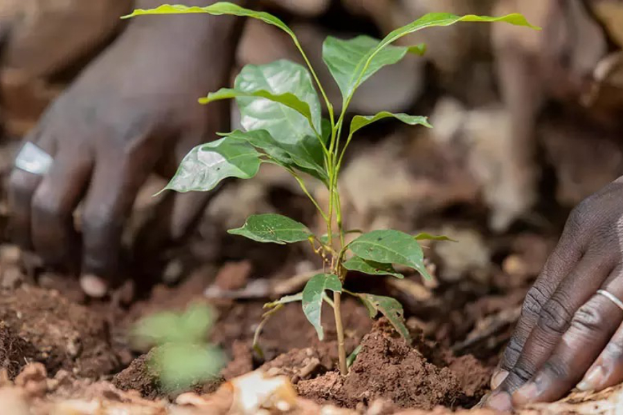 Nestlé has announced a collaboration with The Nature Conservancy (TNC) as part of its efforts to scale regenerative agriculture globally.