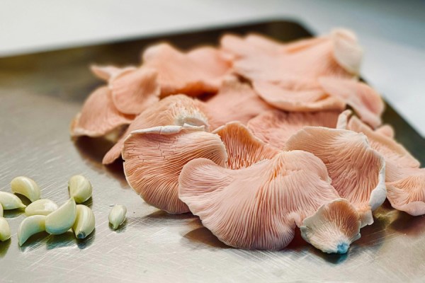 A study by the American Chemical Society has suggested that fungi grown on side streams generated by food production, such as apple pomace and whey from cheese manufacturing, could be effectively developed into plant-based food additives.