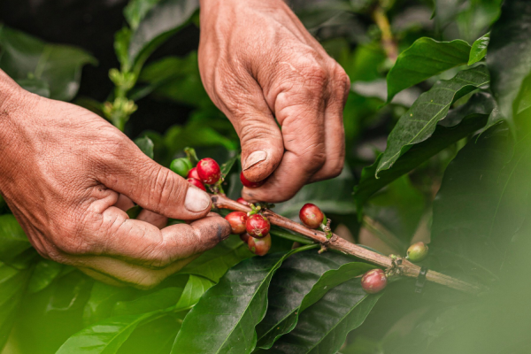 Austrian coffee firm Julius Meinl has achieved its target of sourcing 100% 'responsibly selected coffee' for its roasting facilities in Vienna and Vicenza.