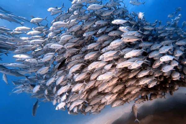 New data published by the Marine Stewardship Council (MSC) shows that sales of certified sustainable seafood featuring the MSC ecolabel rose by 14% last year in the UK.