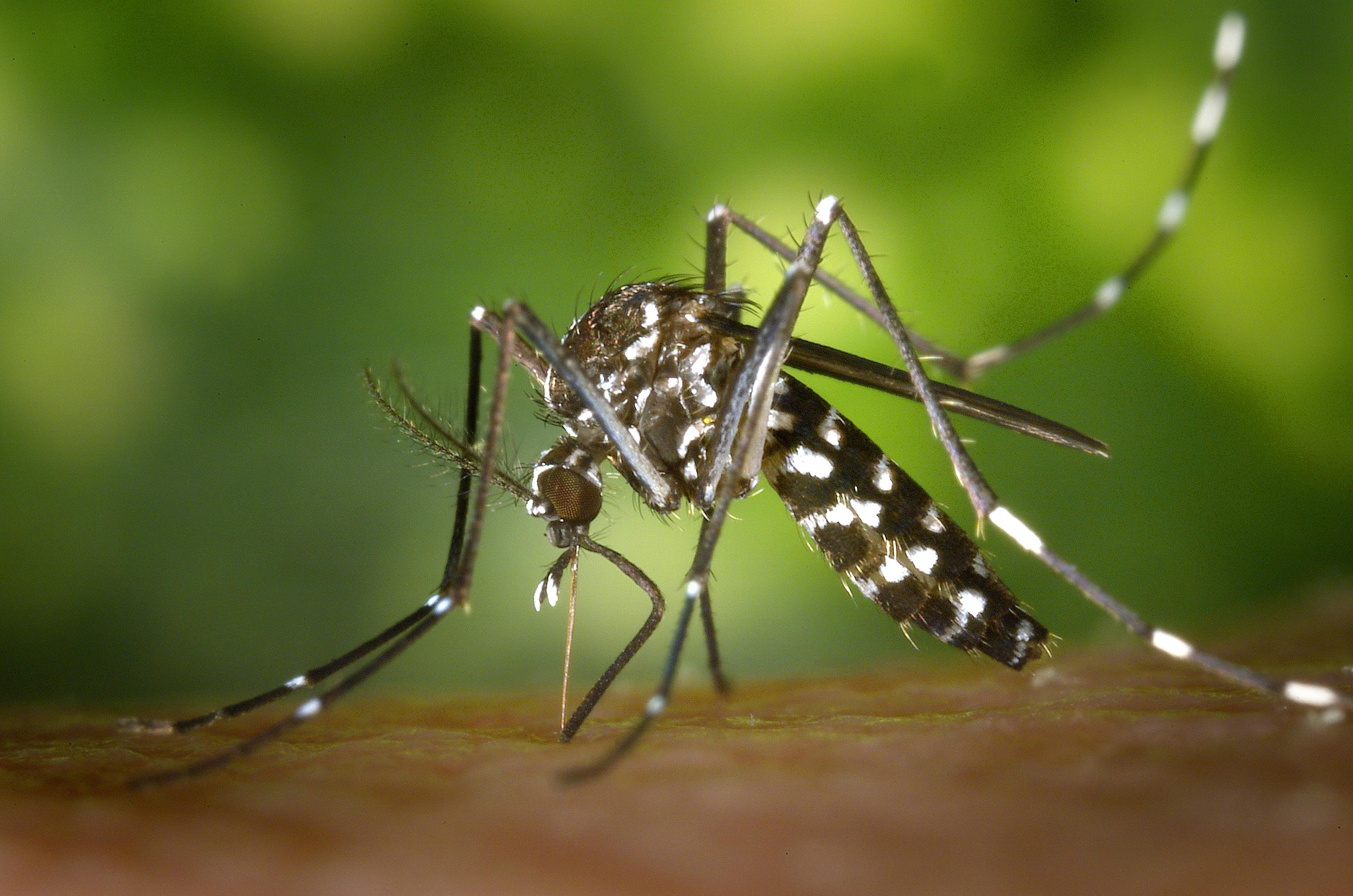 Biodiversity loss in Brazil's Mata Atlantica (Atlantic Forest) is increasing mosquitoes' thirst for human blood, a study published in the Frontiers in Ecology and Evolution journal has found.