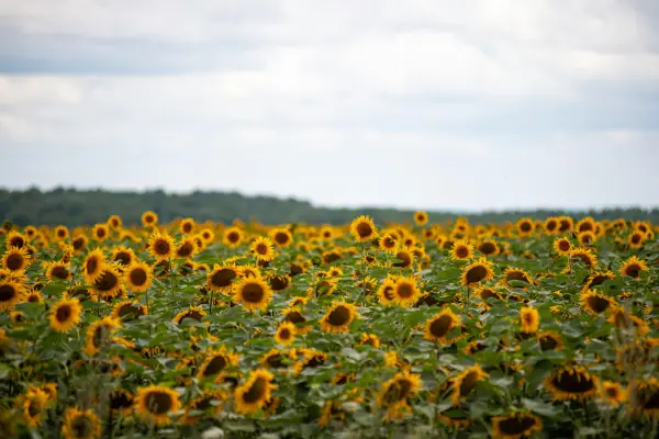The ongoing war in Ukraine is accelerating the loss of soil nutrients, impacting both the country's agricultural productivity as well as wider global food security