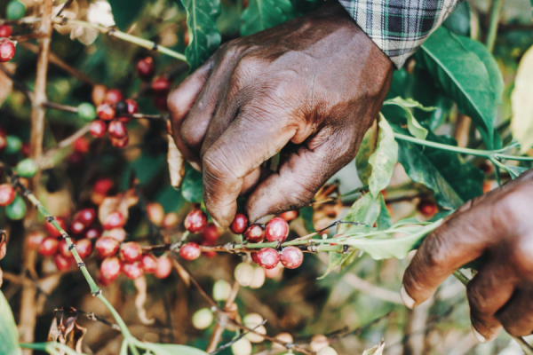 Coffee producers from Brazil, Nicaragua, Honduras, Uganda, Indonesia, Guatemala, Mexico and Sri Lanka have called on downstream buyers to move beyond isolated sustainability projects and adopt a commitment to responsible procurement.