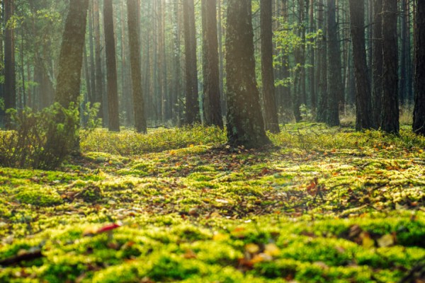 Forests across the European Union are growing at a faster rate than they are being harvested, according to the latest data from Eurostat.