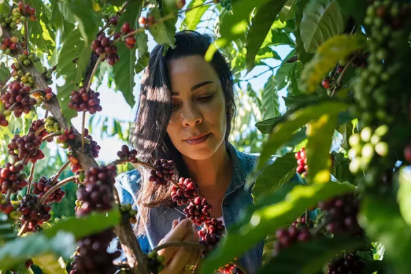 Food giant Nestlé has announced a two-year expansion of its partnership with the International Labour Organization (ILO) to advance labour rights in coffee supply chains.