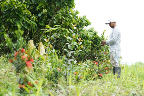 Mars, Incorporated and Olam Food Ingredients (ofi) have announced a new, five-year strategic collaboration aimed at accelerating climate-smart and regenerative agriculture practices in cocoa production in Ecuador.