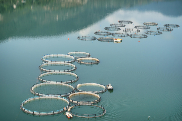While the global aquaculture industry has blossomed in recent years, it is increasingly relying on species that are 'less beneficial' for food security, climate mitigation, and biodiversity, a new study by researchers at the University of British Columbia has suggested.