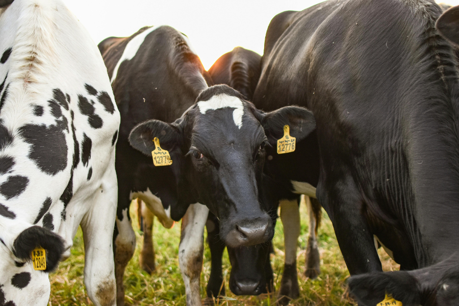 A study by researchers at the University of Miami has claimed that as many as 98% of the environmental claims made by meat and dairy firms could be categorised as greenwashing.