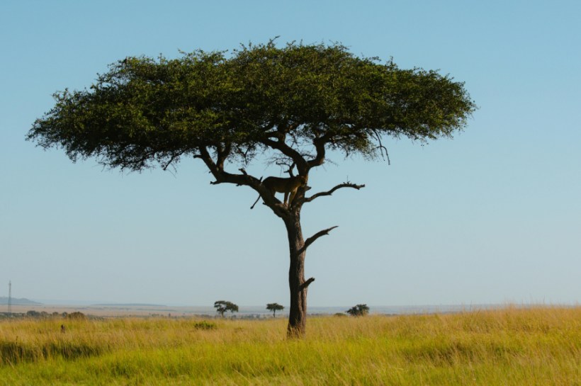 Donor countries have pledged an initial $3.9 billion to the Global Environment Facility (GEF) for its ninth replenishment cycle, which will cover the period from July 2026 to June 2030.