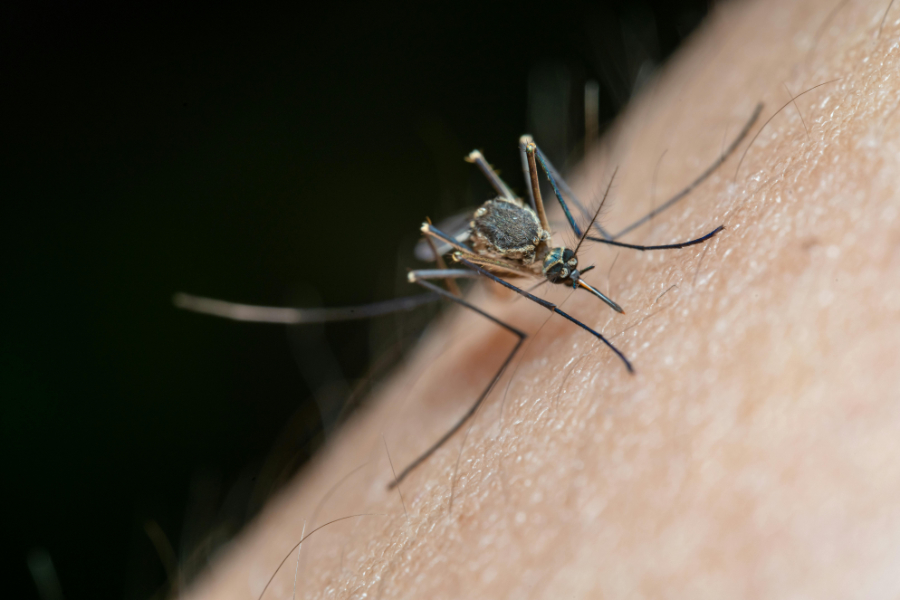 Climate change is contributing to the spread of tick- and mosquito-borne diseases and infections in Canada, according to a new study published in the Canadian Medical Association Journal (CMAJ).