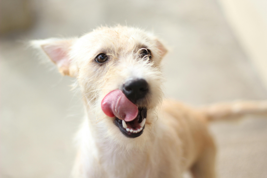 Some 56% of firms operating in the pet industry say that sustainability is integrated into their corporate strategy, according to a report by the Pet Sustainability Coalition (PSC).