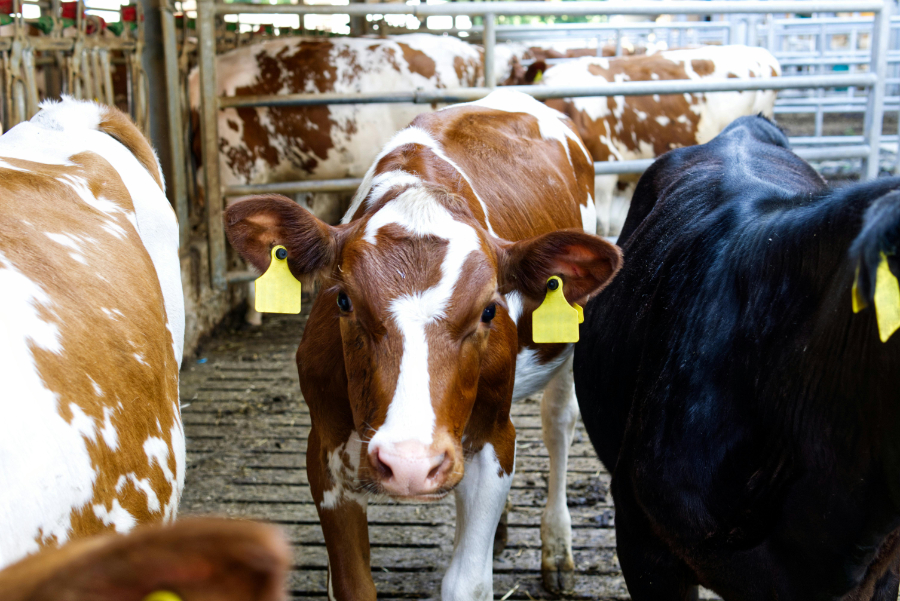 The overuse of antibiotics in farming is contributing to an 'alarming' rise in antimicrobial resistance (AMR), scientists, veterinarians, policymakers and industry representatives have said at a One Health event in Nicosia, Cyprus.