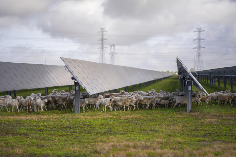 Mars recently signed an agreement with Enel North America to support three new solar projects in Texas (pictured), which will generate around 1.80 TWh of renewable electricity annually, for both Mars and its supplier network.