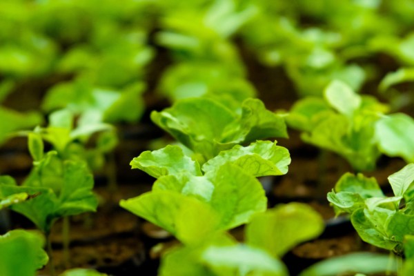 A new report by Frost & Sullivan has found that integrated approaches that combine advanced seed treatments, fertiliser innovations and soil health management practices are helping to bolster sustainability in the agricultural sector.