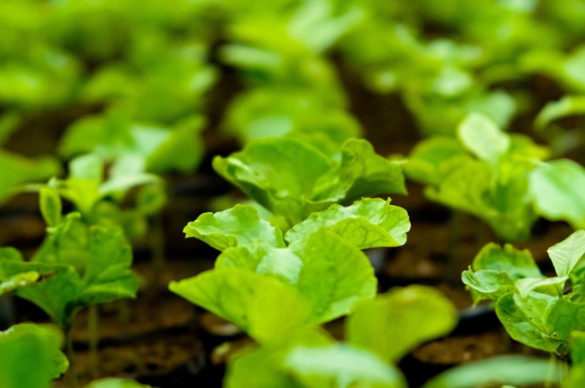 A new report by Frost & Sullivan has found that integrated approaches that combine advanced seed treatments, fertiliser innovations and soil health management practices are helping to bolster sustainability in the agricultural sector.