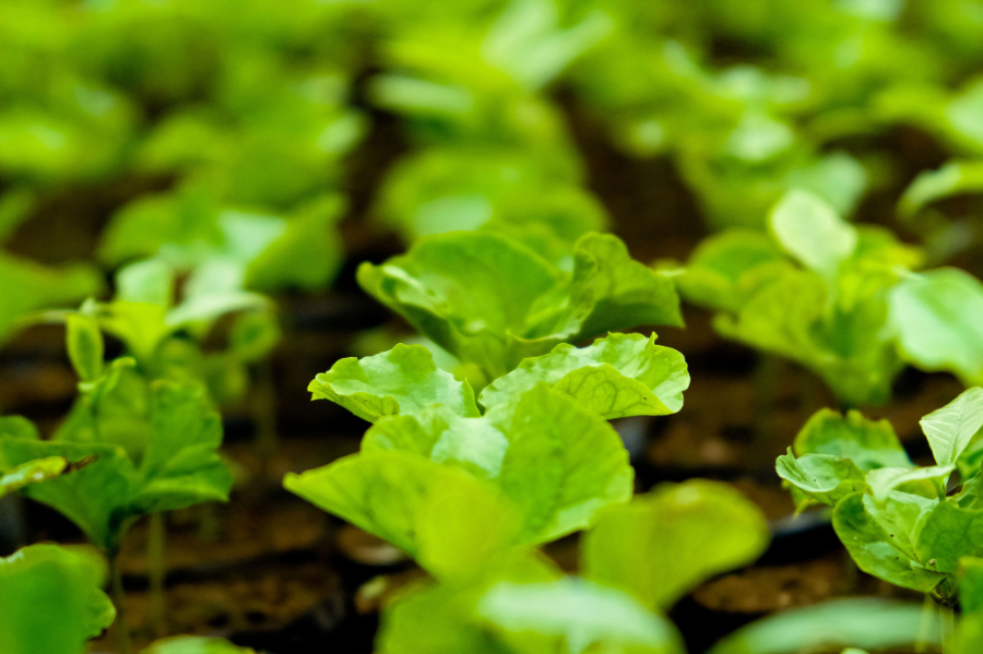 A new report by Frost & Sullivan has found that integrated approaches that combine advanced seed treatments, fertiliser innovations and soil health management practices are helping to bolster sustainability in the agricultural sector.
