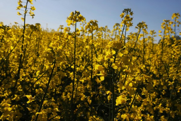 Global biofuel consumption is set to rise by 30% this year, and could increase by as much as 70% by 2030, as demand increases amid rising oil costs, Transport & Environment (T&E) has said.